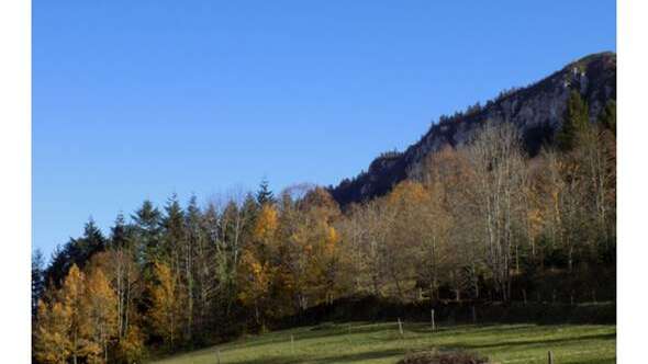 Gîte de montagne et forêt