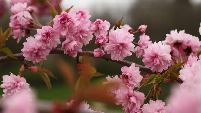 Collection Nationale de cerisiers à fleurs d'Asie
