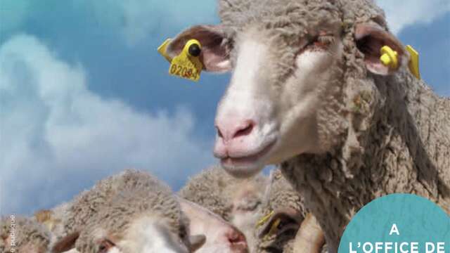 Exposition Transhumance