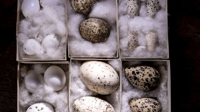 Parcours spécial Pâques au Jardin botanique Val Rahmeh-Menton
