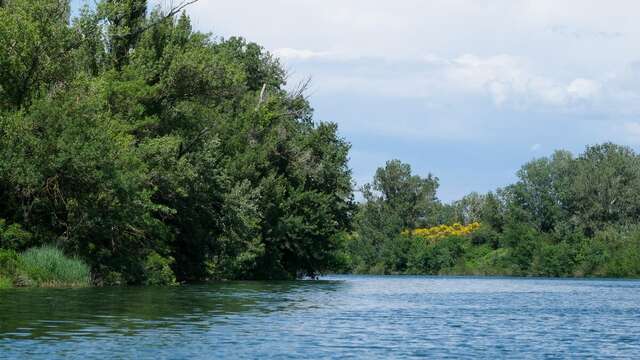 Le secret des arbres