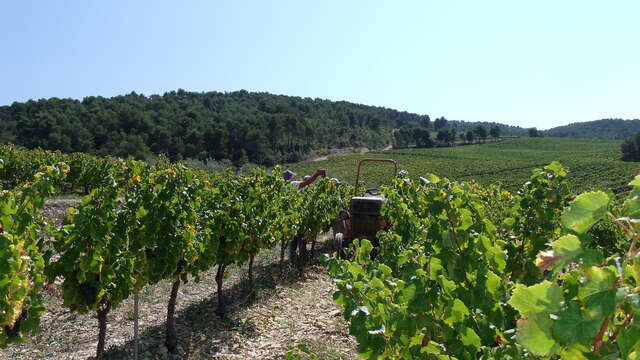 Visite du vignoble - Vins Laurent Bellion