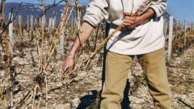 Apéro'Vignes au Domaine La cave de mon père - Musée du Vigneron