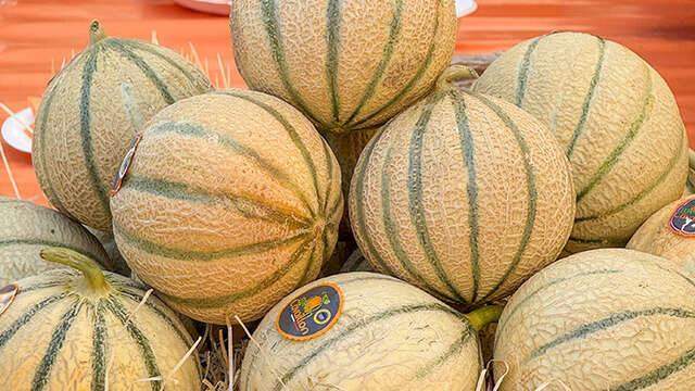 Conférence : Le melon se la raconte