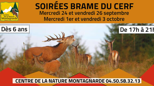 Soirée brame du cerf
