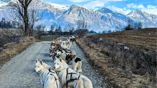 Cani-kart - Travel Dog