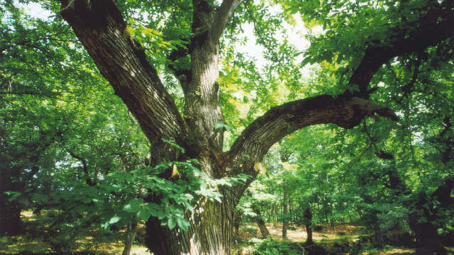 Sentier Découverte de la Châtaigne