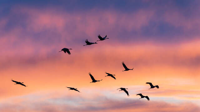 Stage de photographie de nature