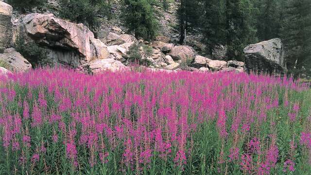 Praktikum über essbare Wildpflanzen