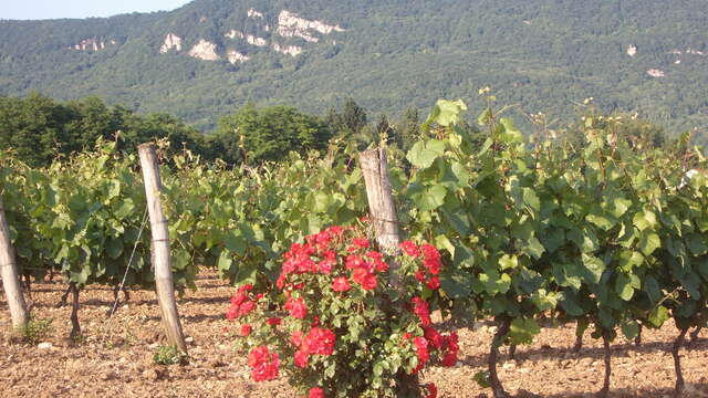 Vignoble Pellerin