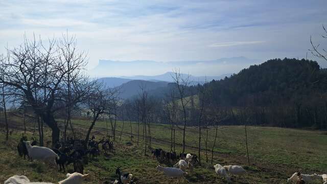 Ferme de Saint Pancrace - Juliette Chadwick
