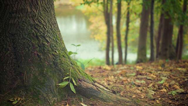 Les mille et un mystères de la forêt dombiste