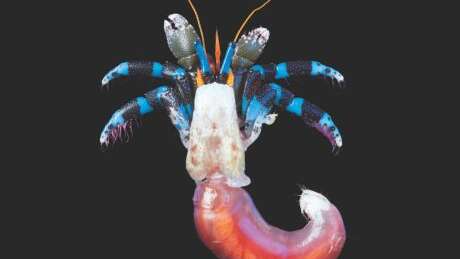 Exposition : Océan, une plongée insolite