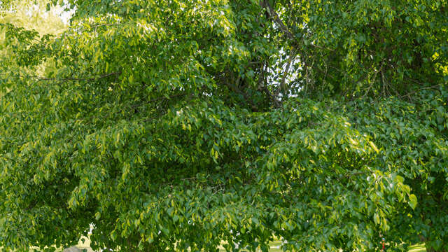 Atelier géobiologie : dialogue avec l'arbre