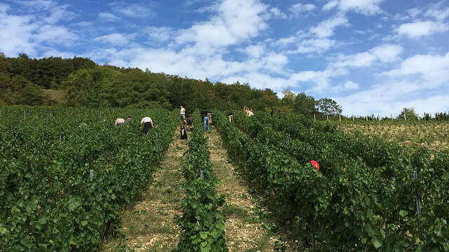 Domaine de la Dentelle