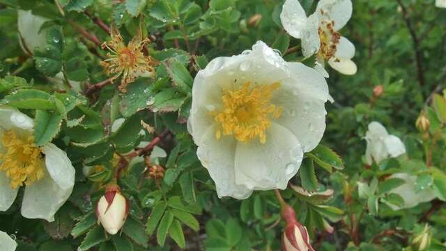 Mountain plants and cosmetics" conference