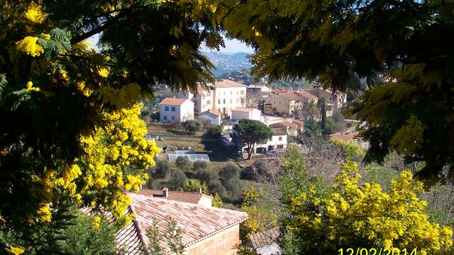 Balade au cœur des Mimosa - Tanneron