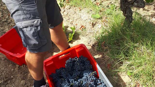 Harvester for a day at Domaine Dames de Lune