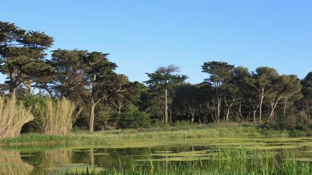 Les lagunes de Porquerolles