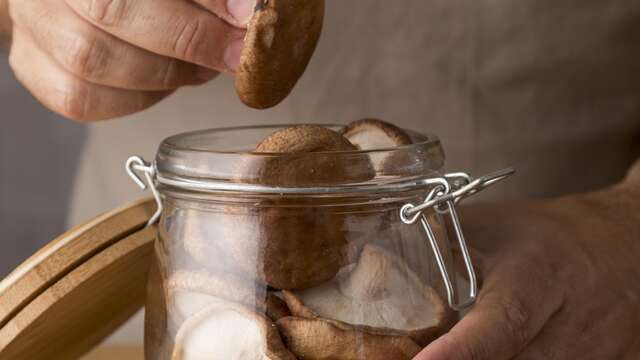 Atelier culture de champignons