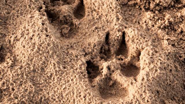 Sur les traces des animaux sauvages