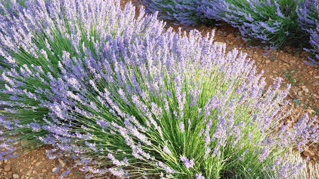 Sentier des Plantes Aromatiques