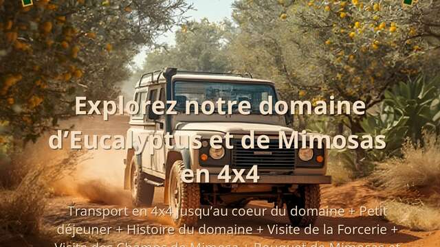 Mimosa Tour 4X4 à Tanneron