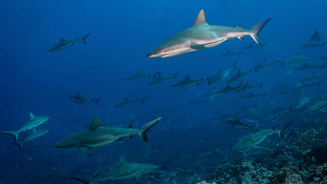 Le Mur De Requins Gris