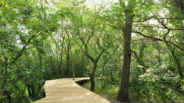 Ethnobotanical trail of the Marais du Vigueirat