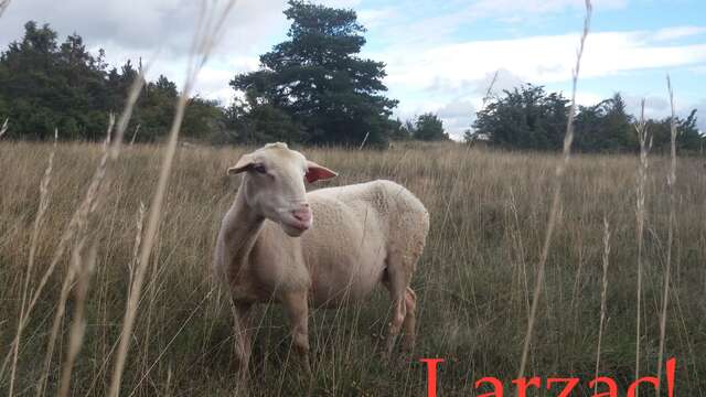 Larzac - Cie 13.36