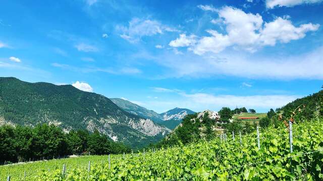 Le Vignoble de Glandèves