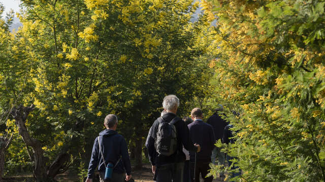 Le mimosa et ses compagnons de Tanneron- balade guidée