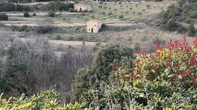 Remarkable view on the olive grove of Baudinard-sur-Verdon