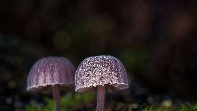 Exhibition: Mushroom stories