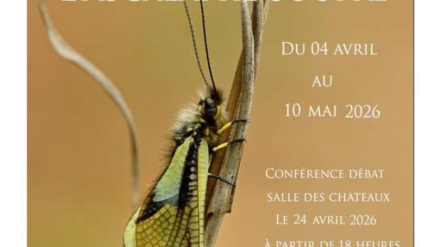 Exposition photos de Jean-Claude Capel sur l’ascalaphe soufré