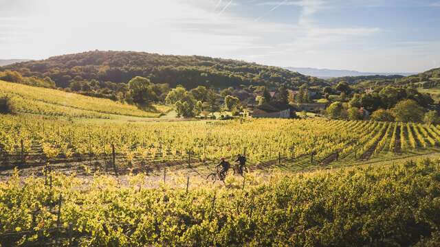 VTTAE circuit n°23 (red) Between vineyards and the Suran gorges