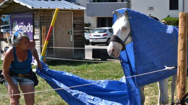 Initiation à l'apprentissage en renforcement positif (R+ / Clicker training)