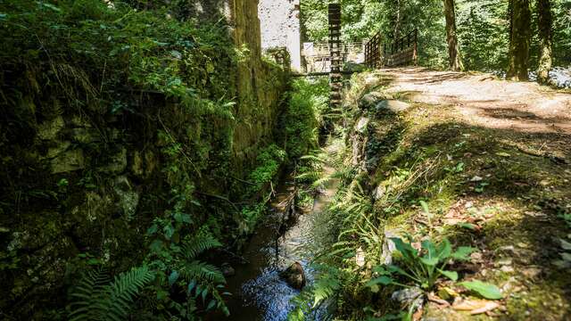 Balade - A la découverte des plantes sauvages de la vallée des Rouets