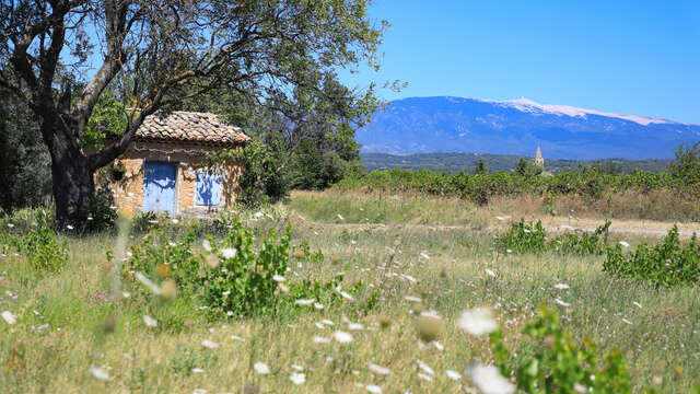 19 - Les Terrasses du Ventoux