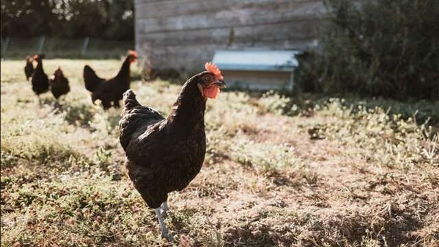 La Ferme des Oiseaux de Passage