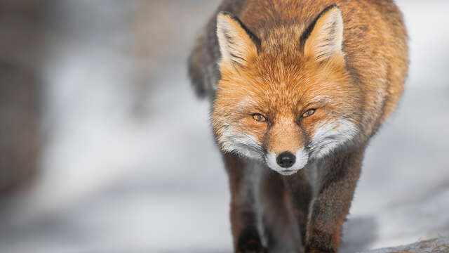 "Au coeur du sauvage" Exposition de photographies de Sébastien De Danielli
