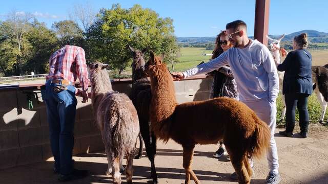 Balad'Alpaga avec la ferme du Champ Rouge