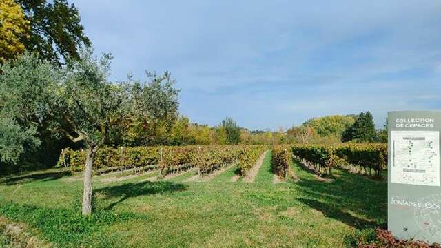 Vigne collection du Domaine Fontaine du Clos