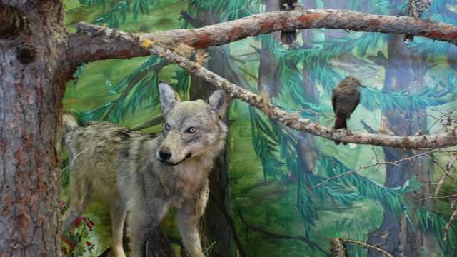 Atelier dessin : animaux de montagne