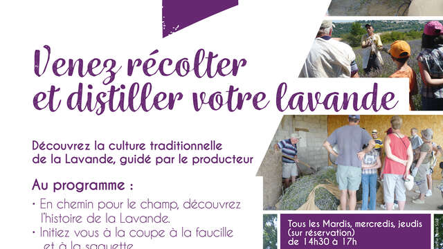 Sortie lavande, dans la peau d'un lavandier