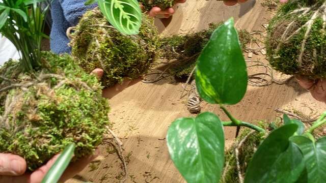 Créer mon Kokédama -Atelier végétal