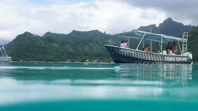 Tama Tours Moorea - Whale watching tours