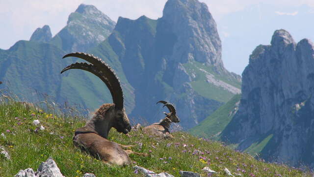 Guided hike in the ibex kingdom