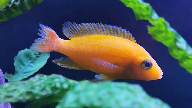 Folie(s) Végétales 2026 - Stand découverte de l'aquaponie