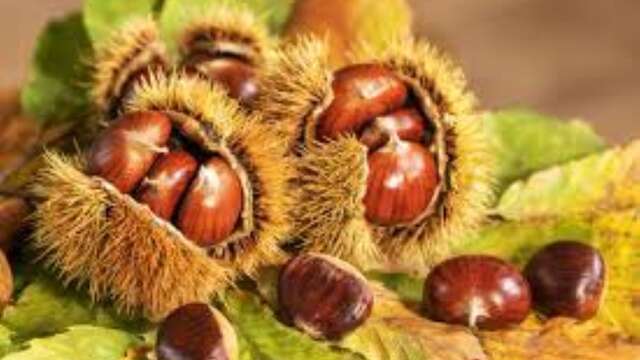 Chestnut Festival